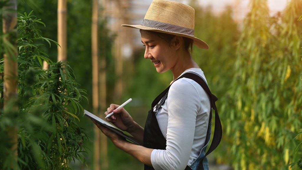 cannabis grower iinspecting plants